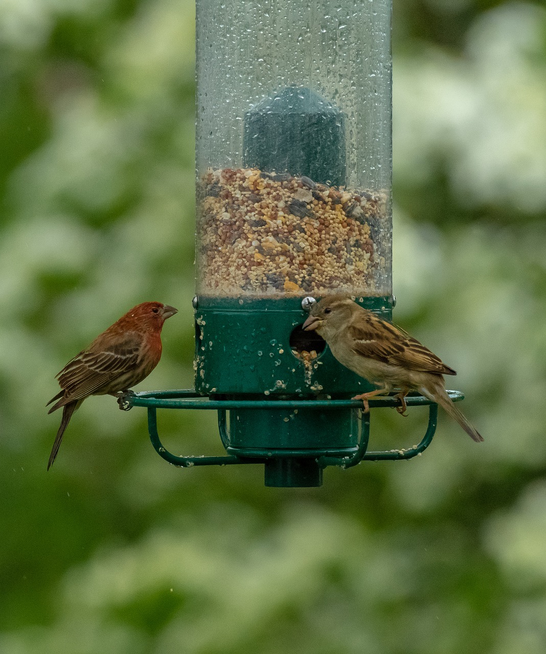 birds  bird feeder  feeder free photo
