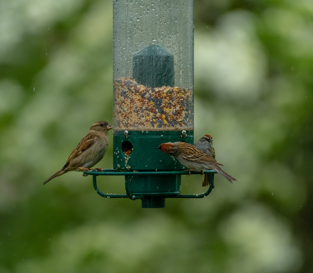birds  bird feeder  feeder free photo