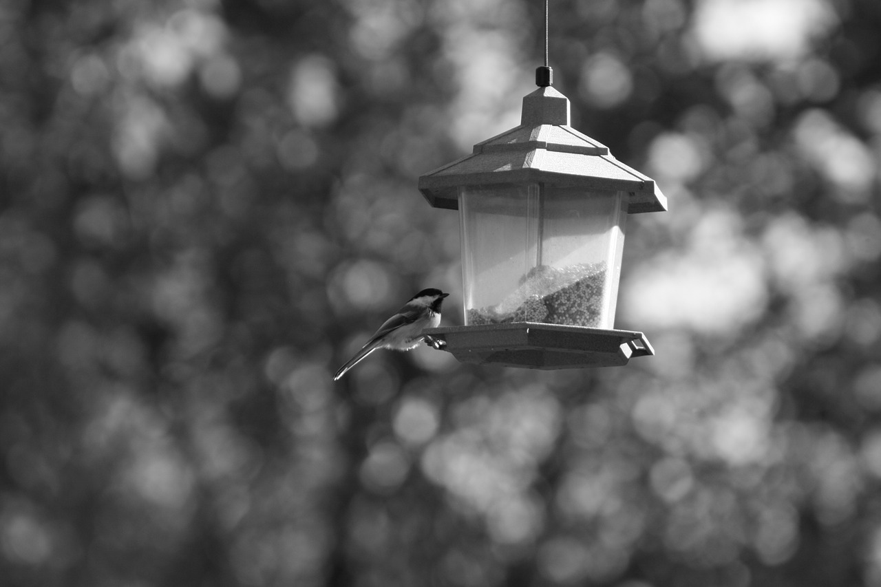 birds  feeder  black and white free photo