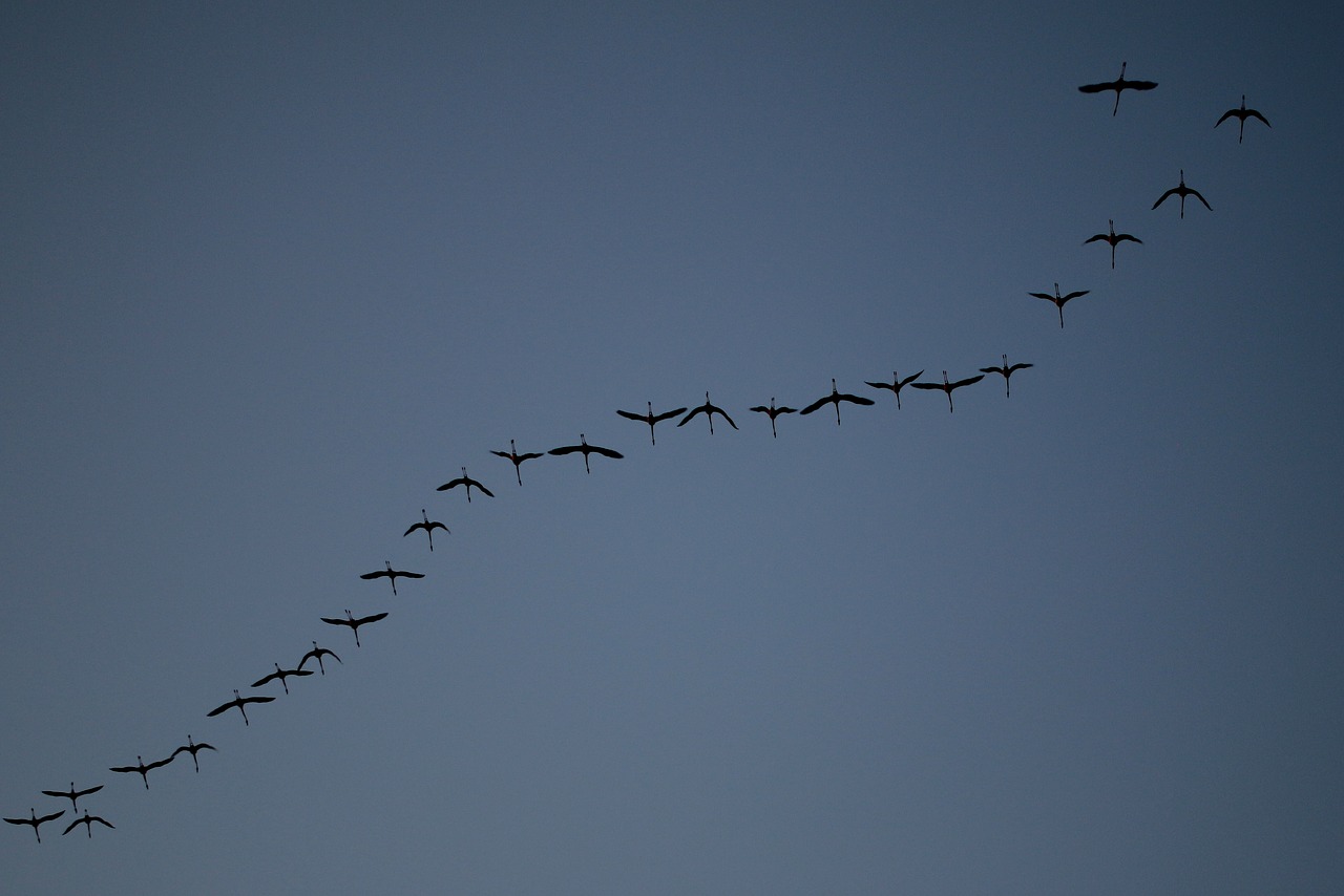 birds  himmel  evening free photo