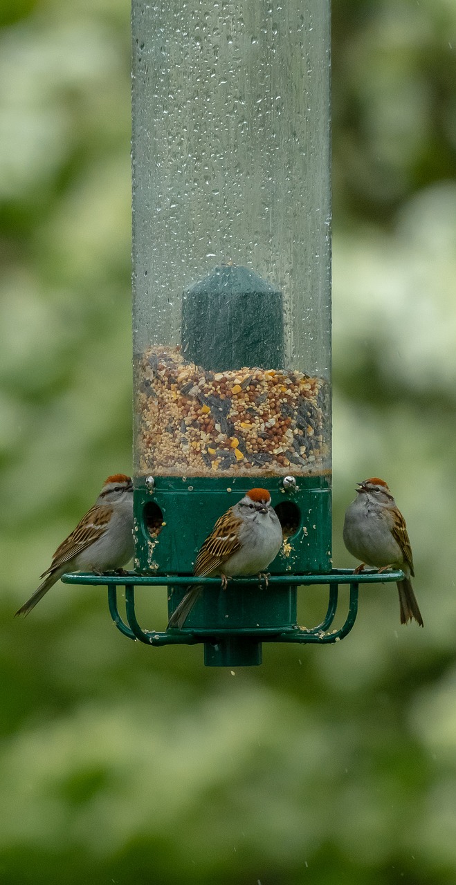 birds  feeder  bird feeder free photo