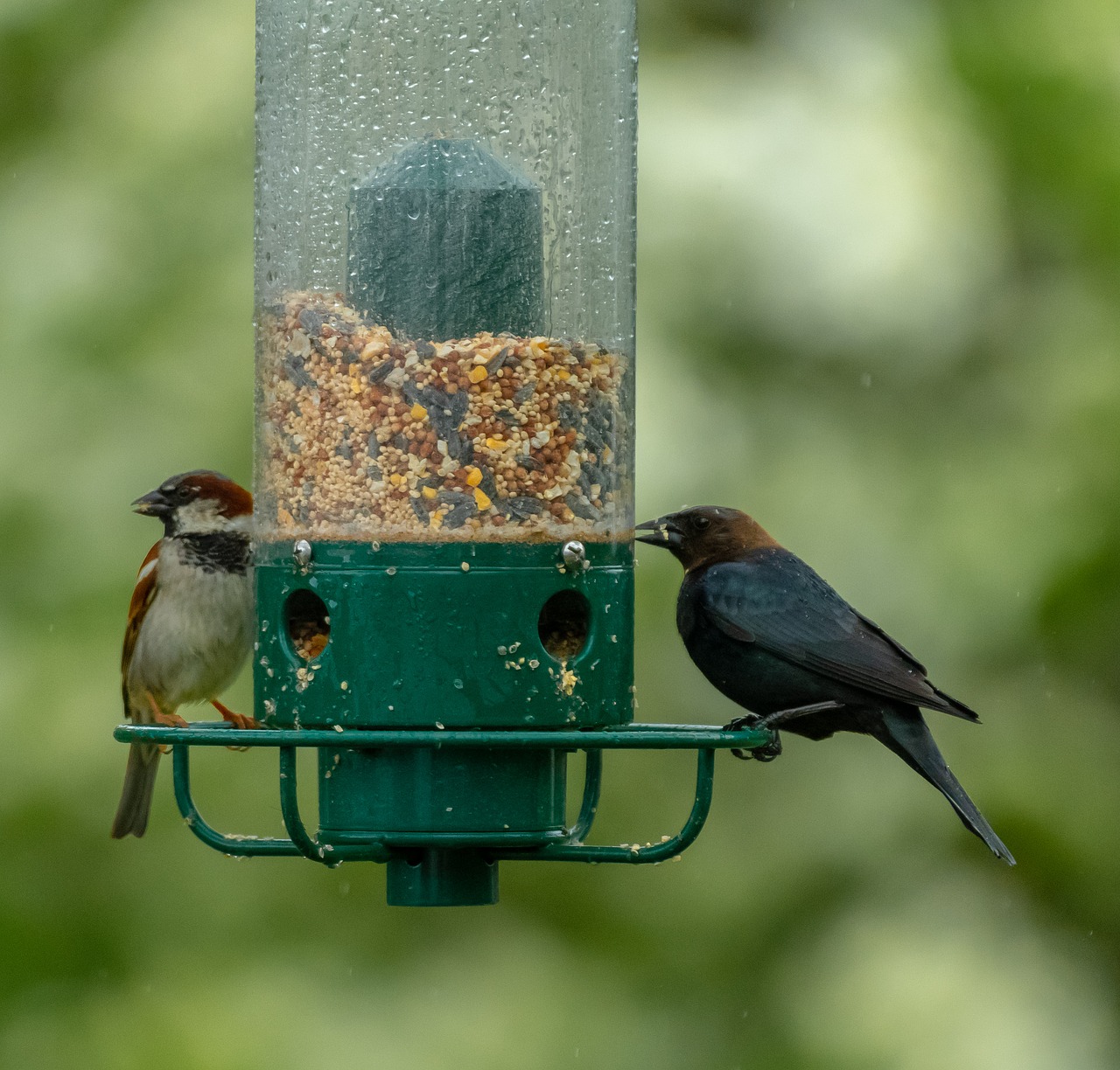 birds  feeder  bird feeder free photo