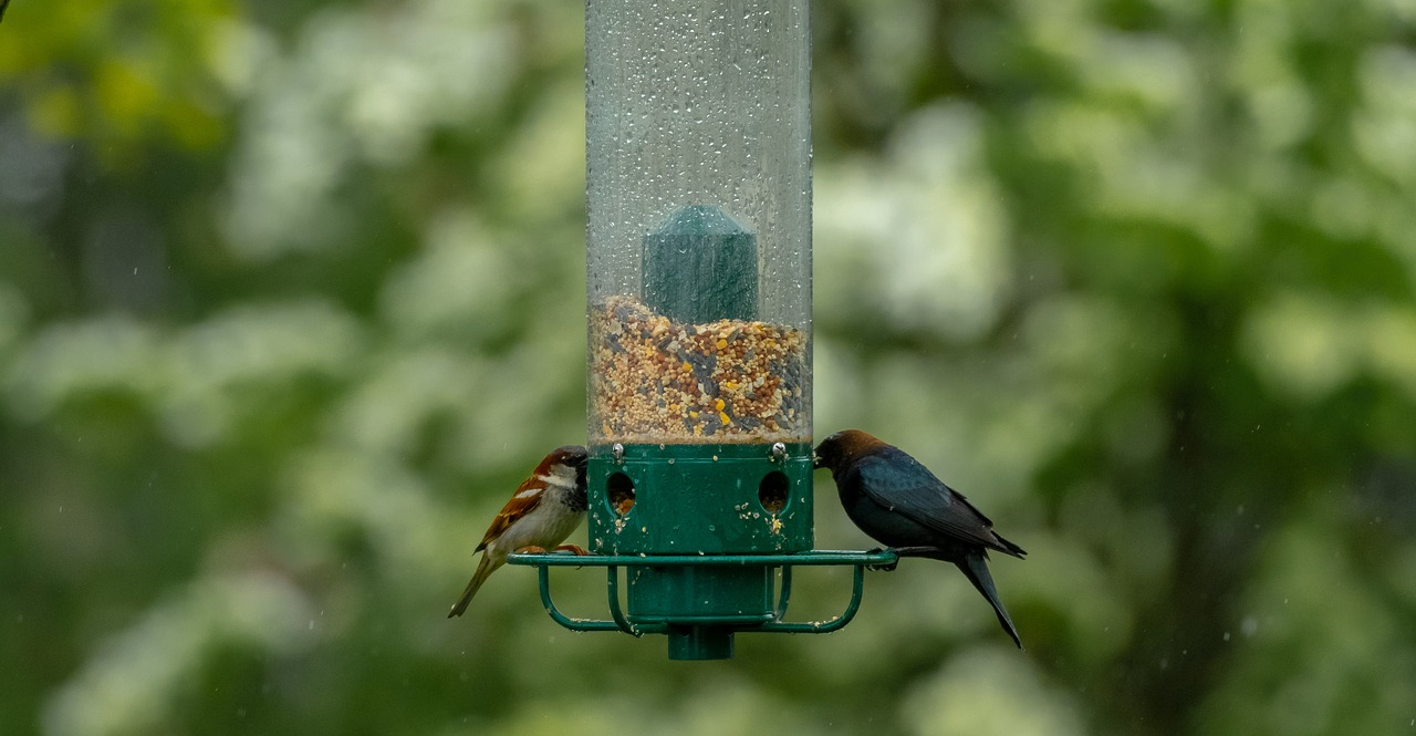 birds  feeder  bird feeder free photo