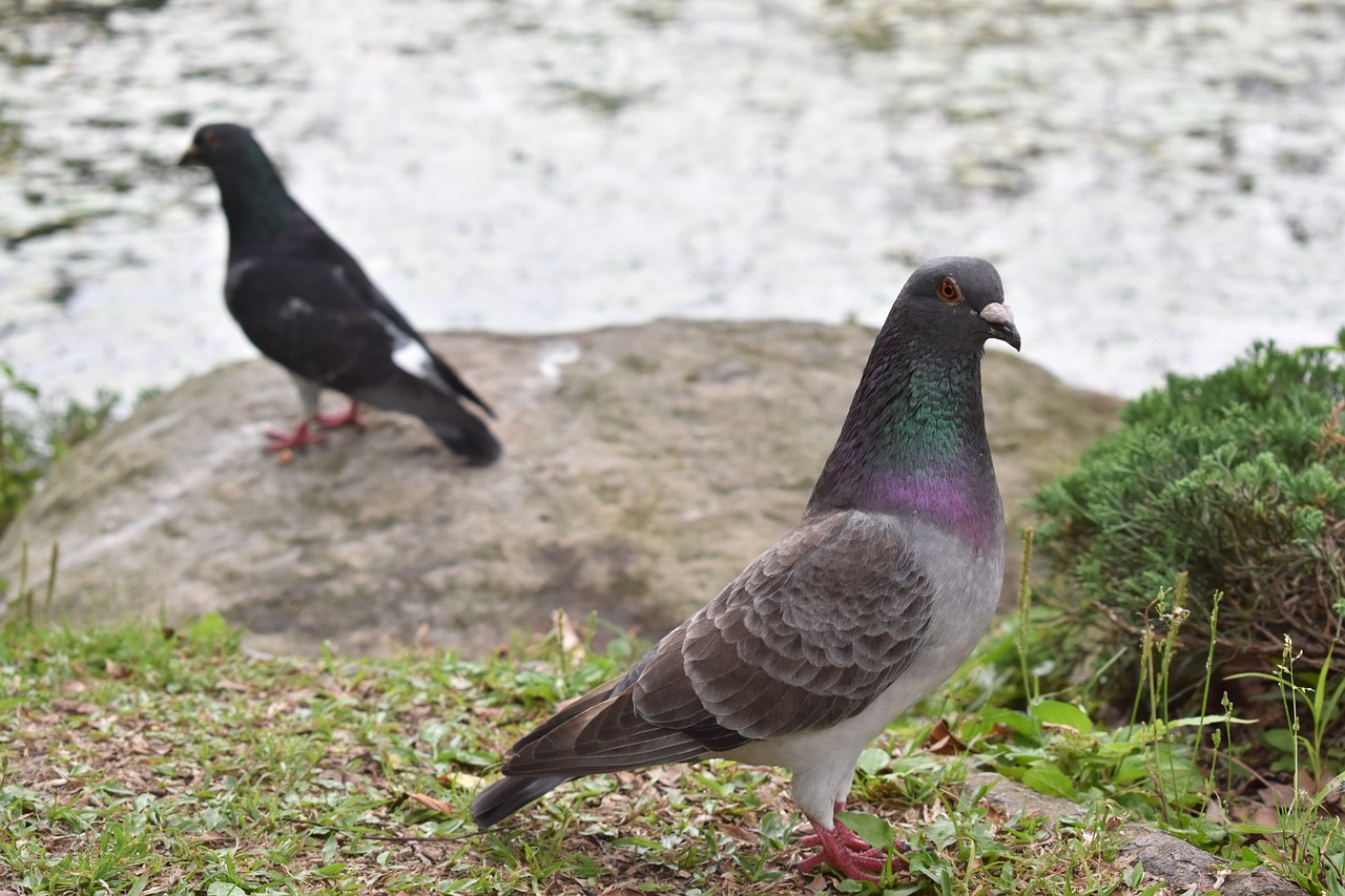 birds  nature  spring free photo