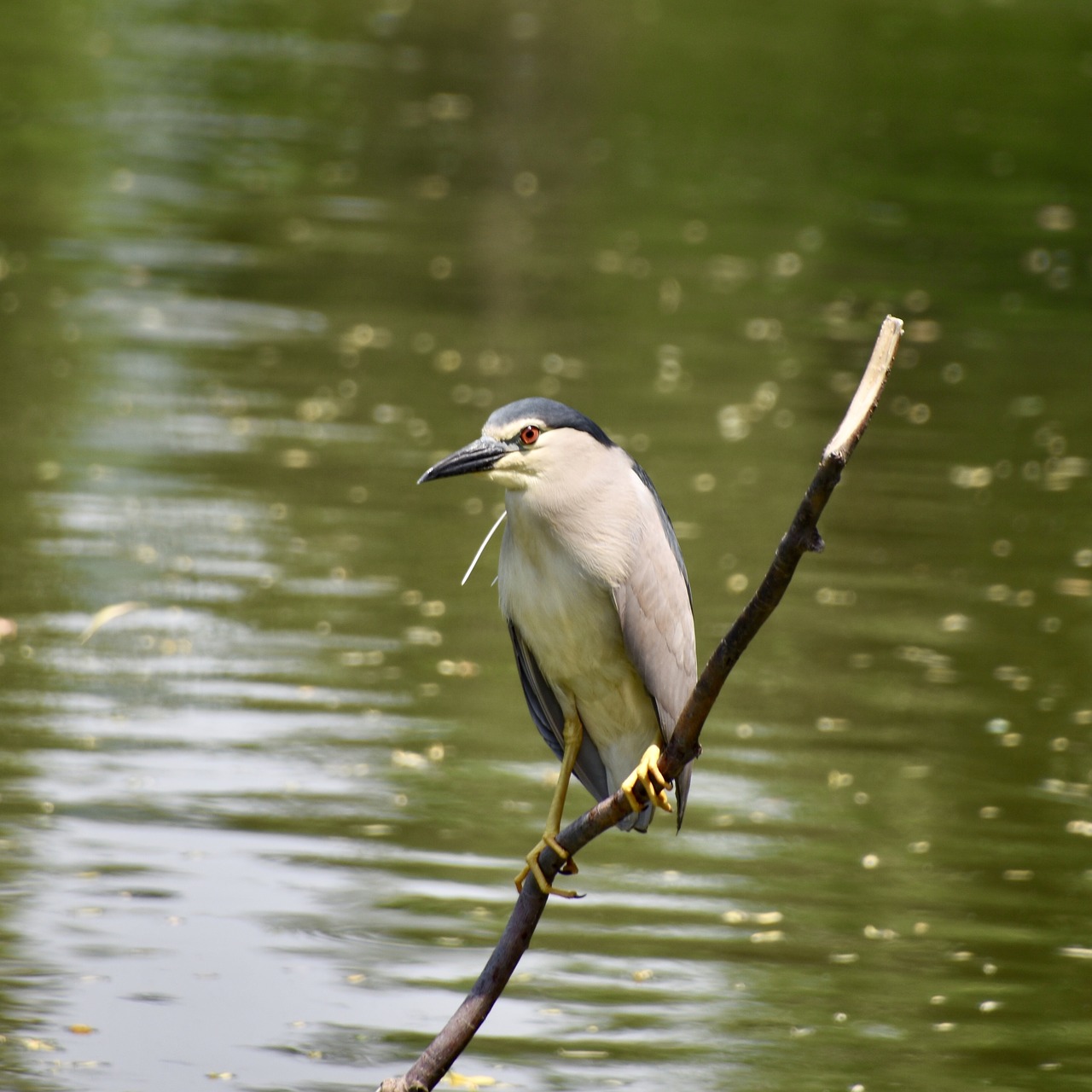 birds  night heron  bird free photo