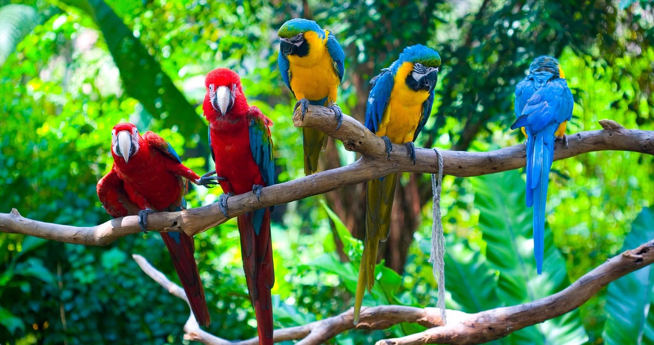 birds  nature  colorful free photo