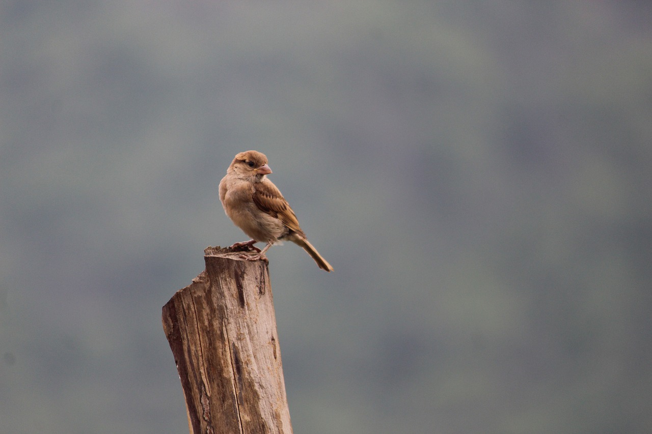 birds  sparrow  mangalore free photo