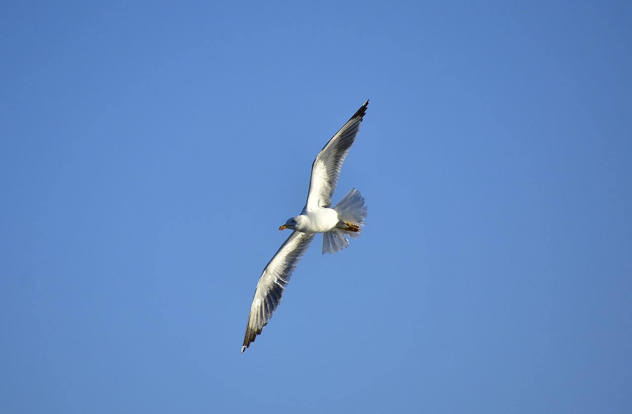 birds  seagull  sky free photo