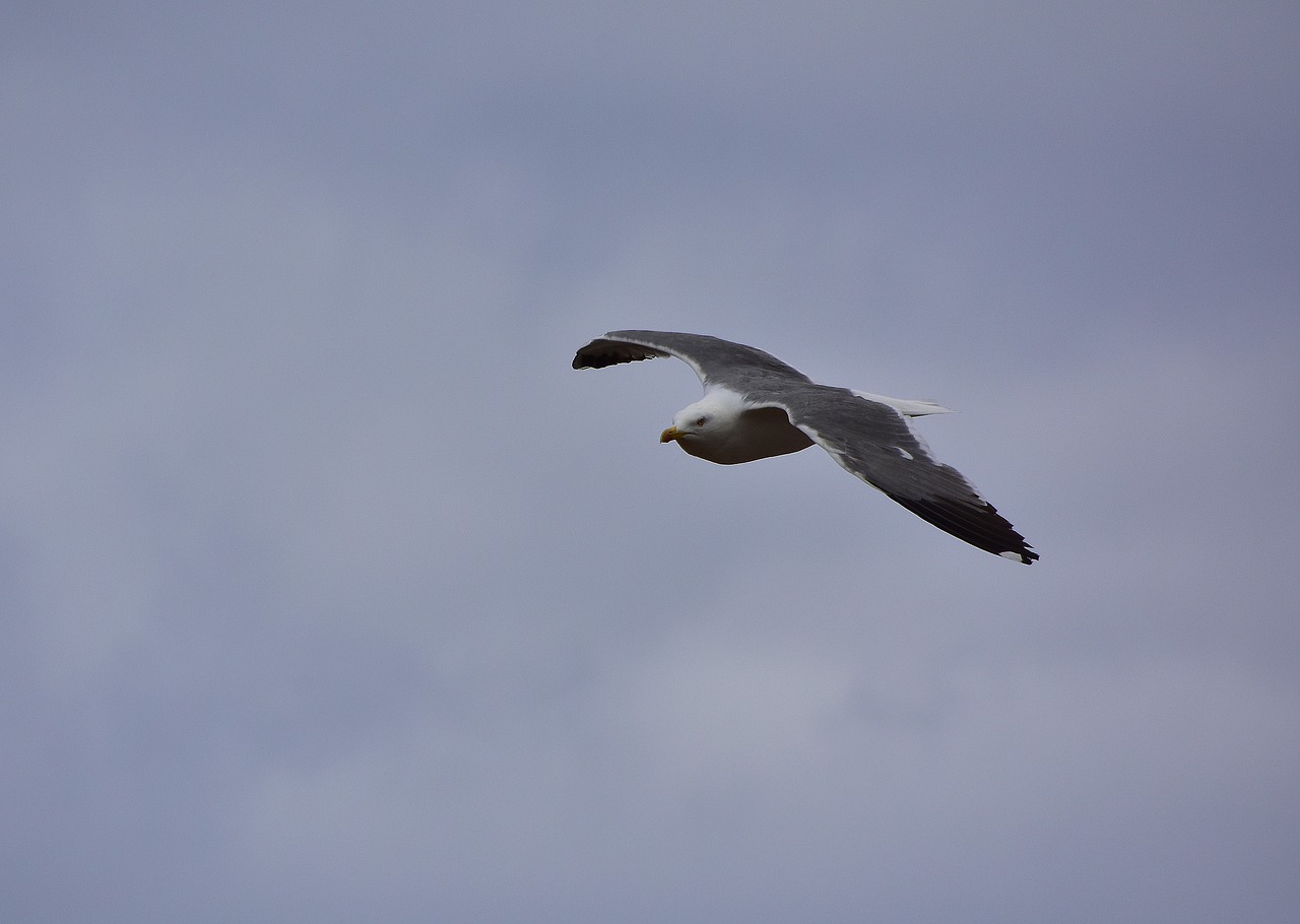 birds  seagull  sky free photo