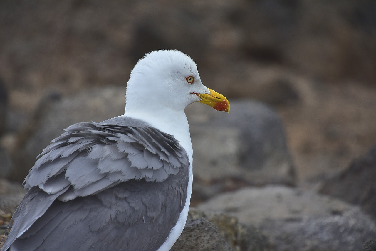 birds  seagull  nature free photo