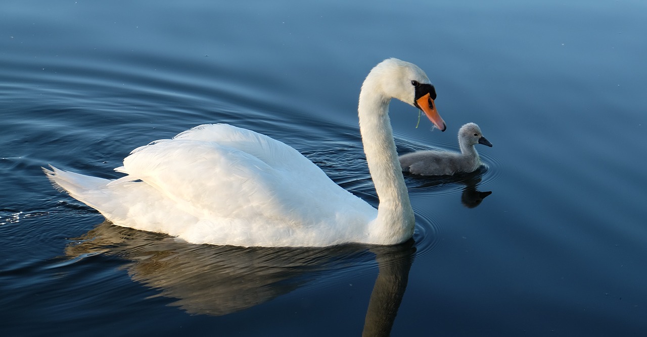 birds  swan  with young free photo