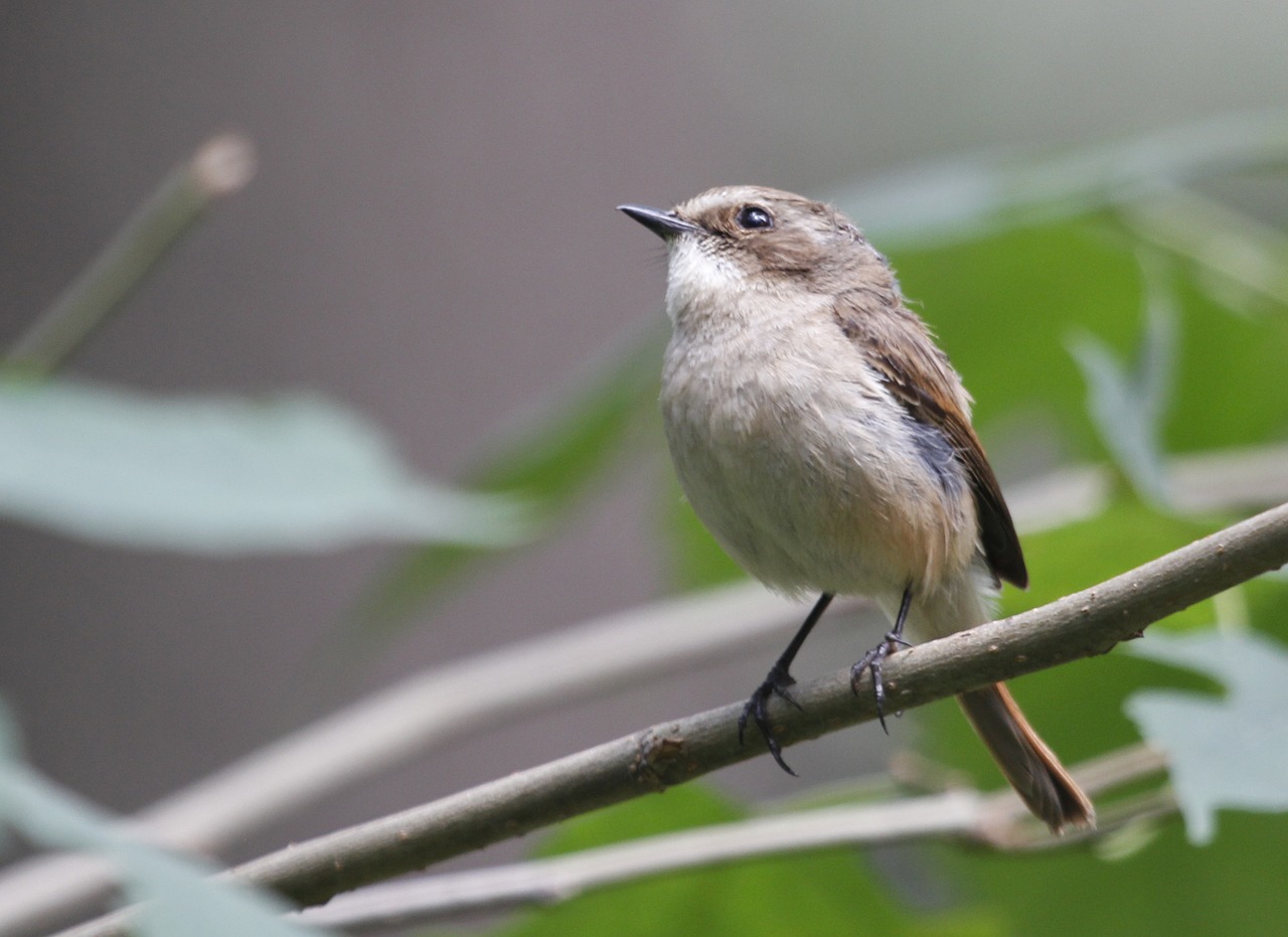 birds  nature  feather free photo