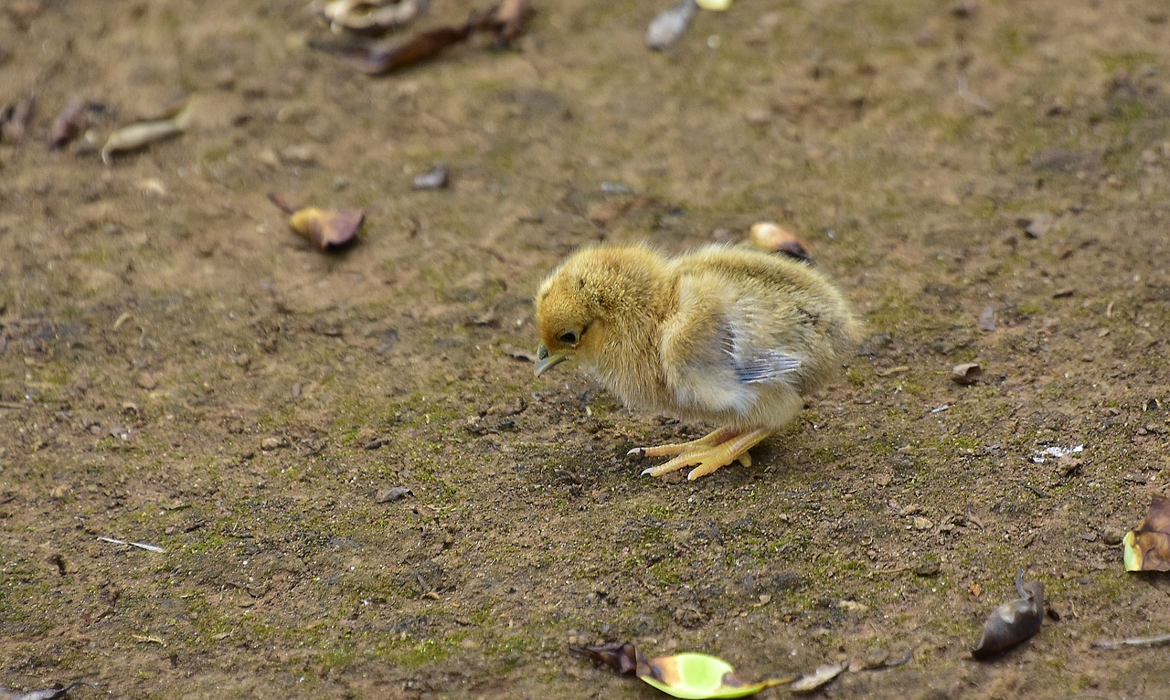 birds  poultry  plumage free photo