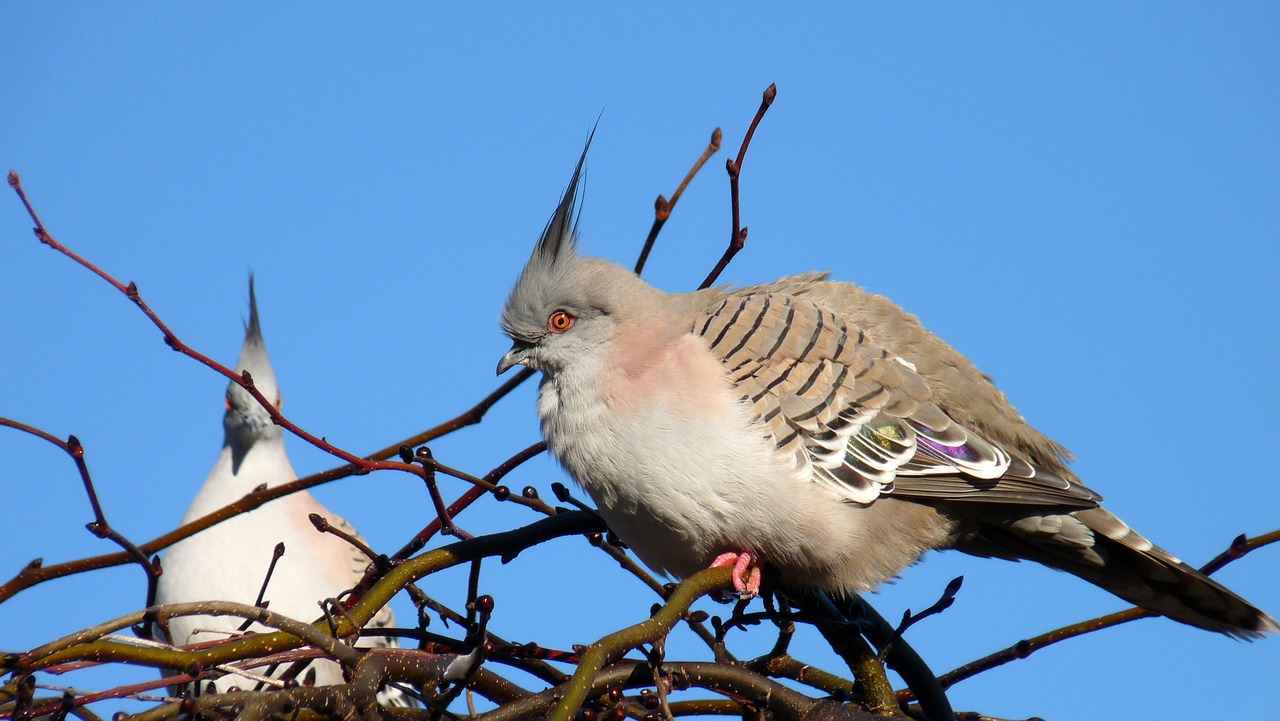 birds  pigeons  nature free photo