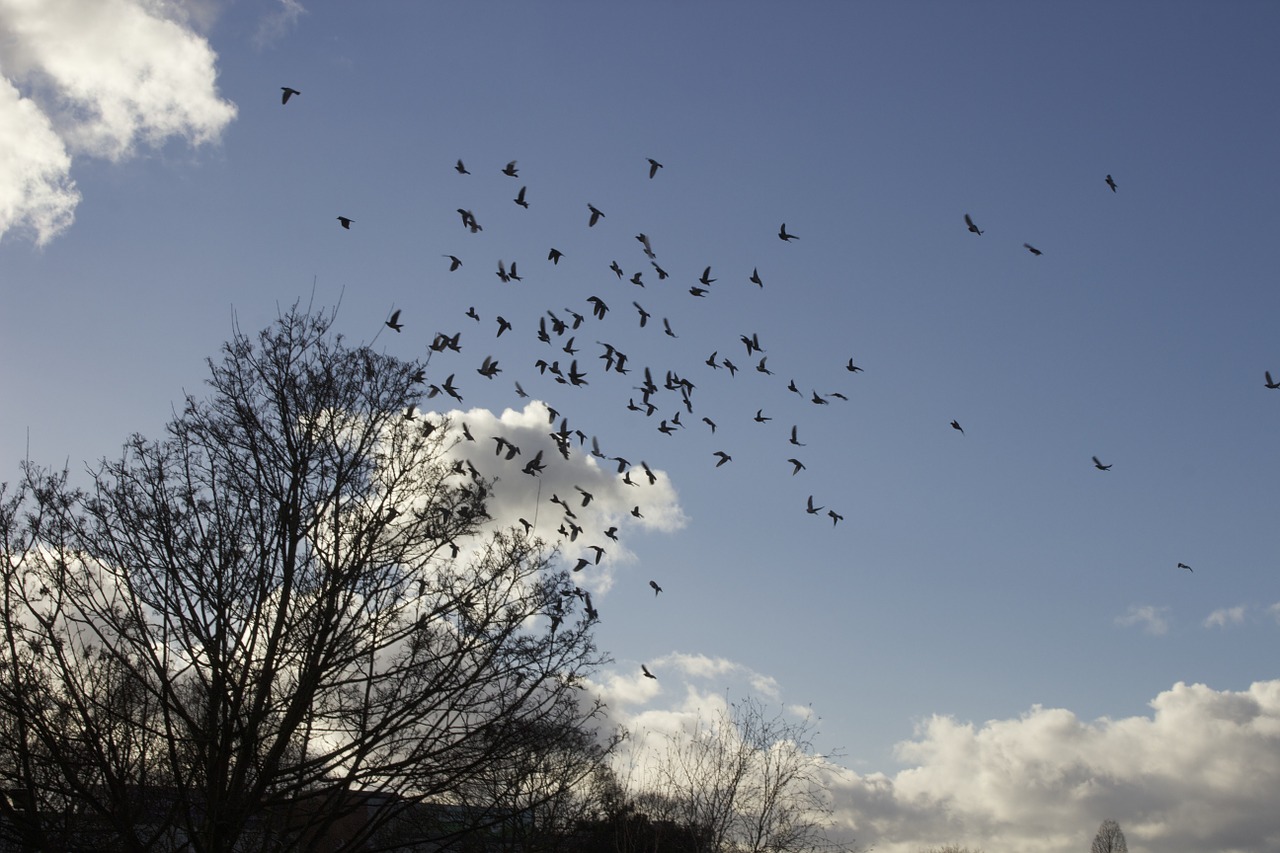 birds flight tree free photo