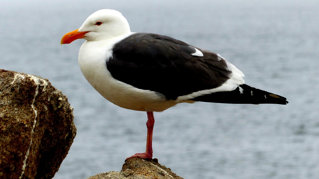 birds  seagulls  sea free photo