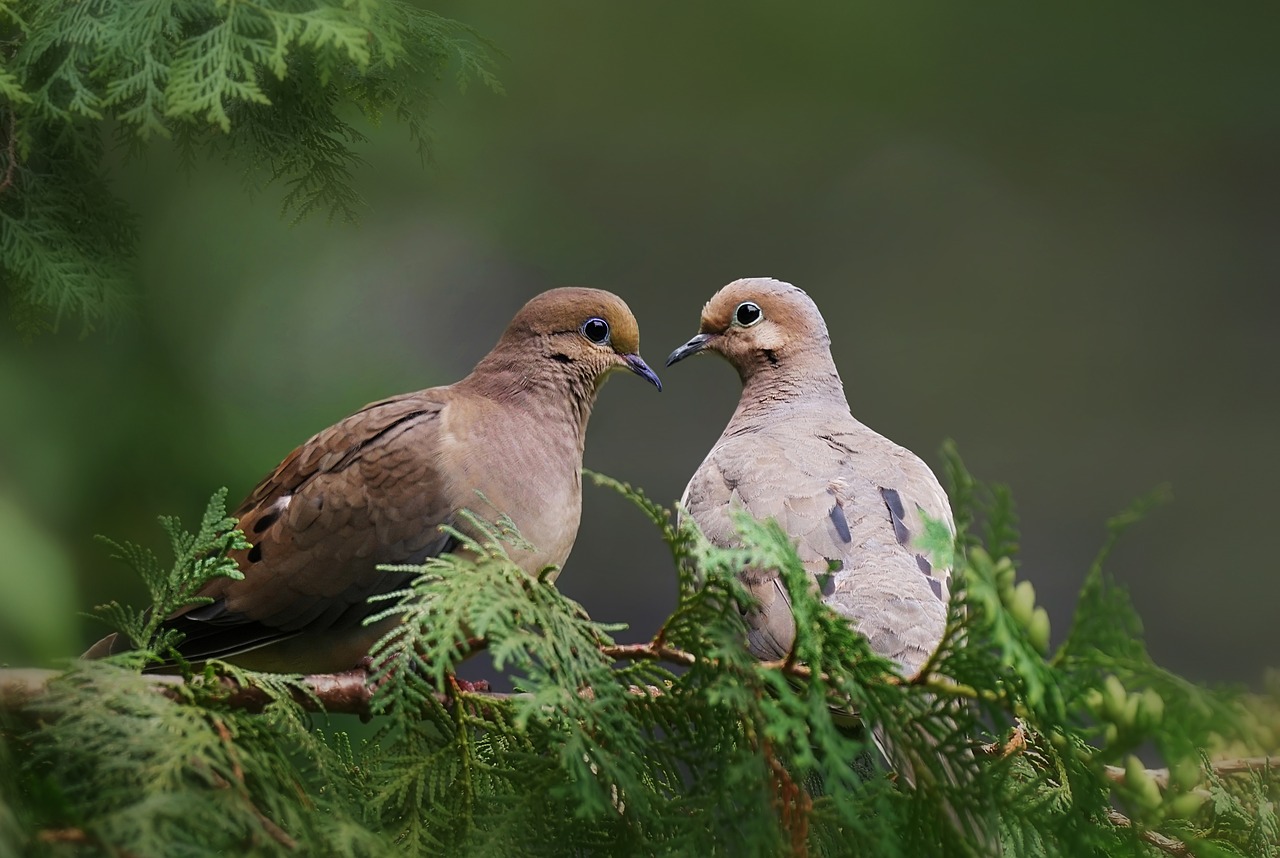 birds  wild  mourning doves free photo