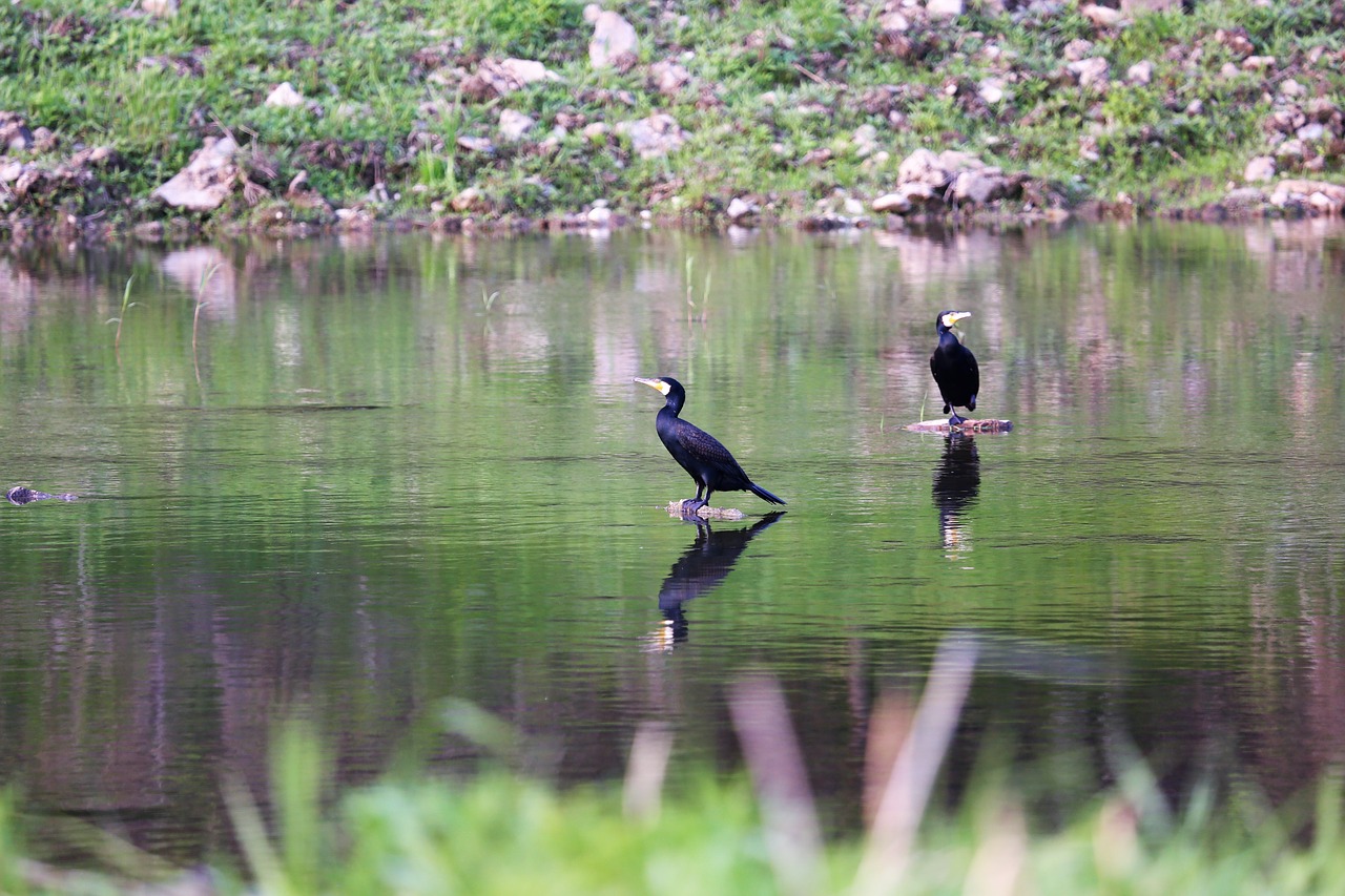 birds  animal  river free photo