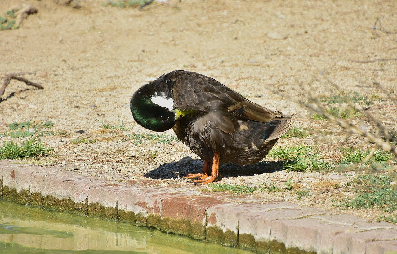 birds  ducks  animals free photo