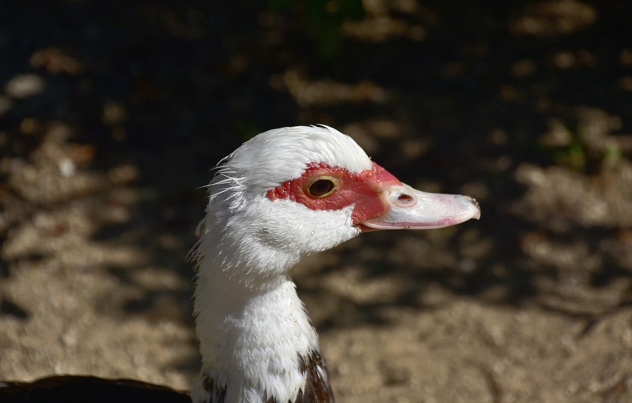 birds  ducks  animals free photo