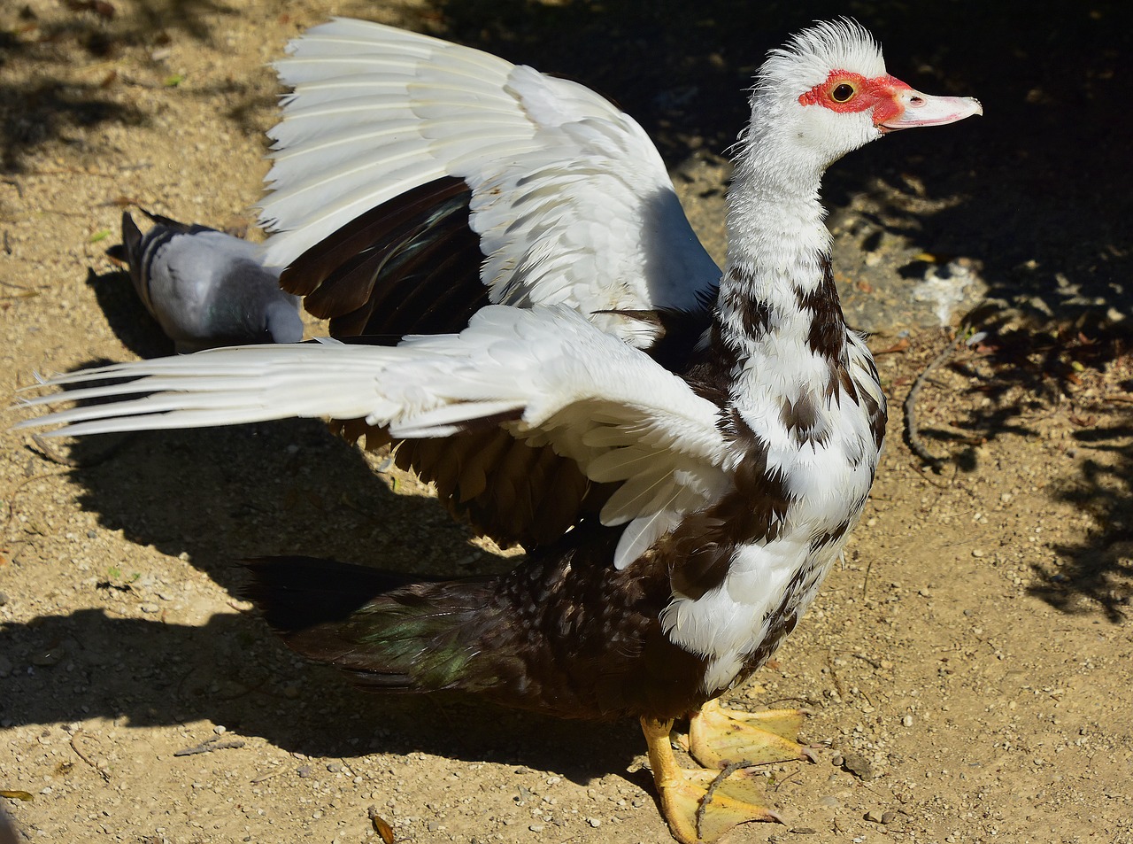 birds  ducks  animals free photo