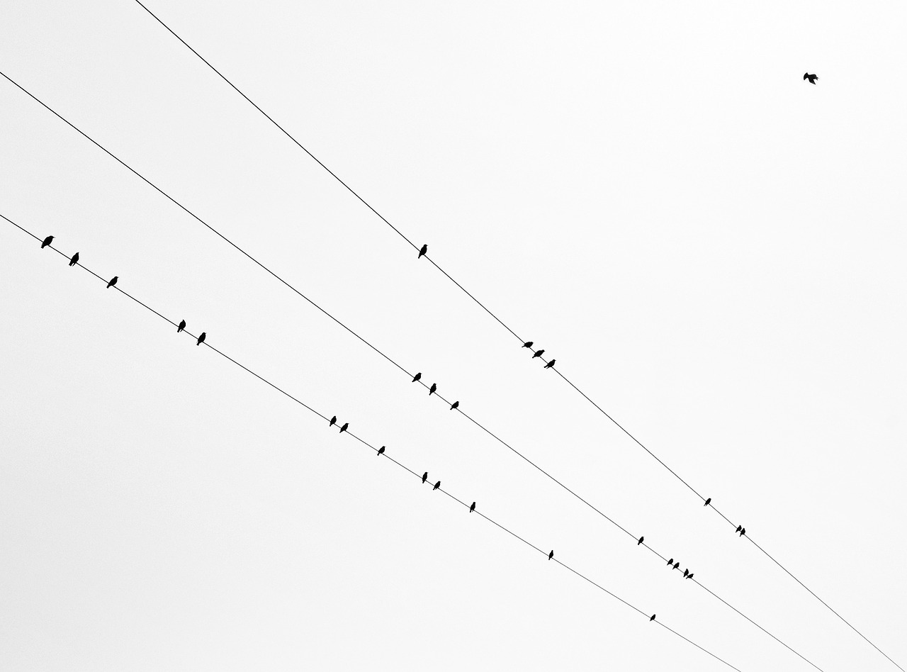 birds  line  autumn free photo