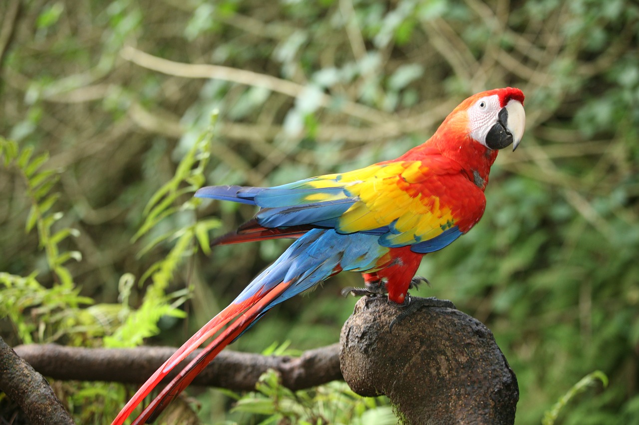 birds  exotic  waterfall free photo