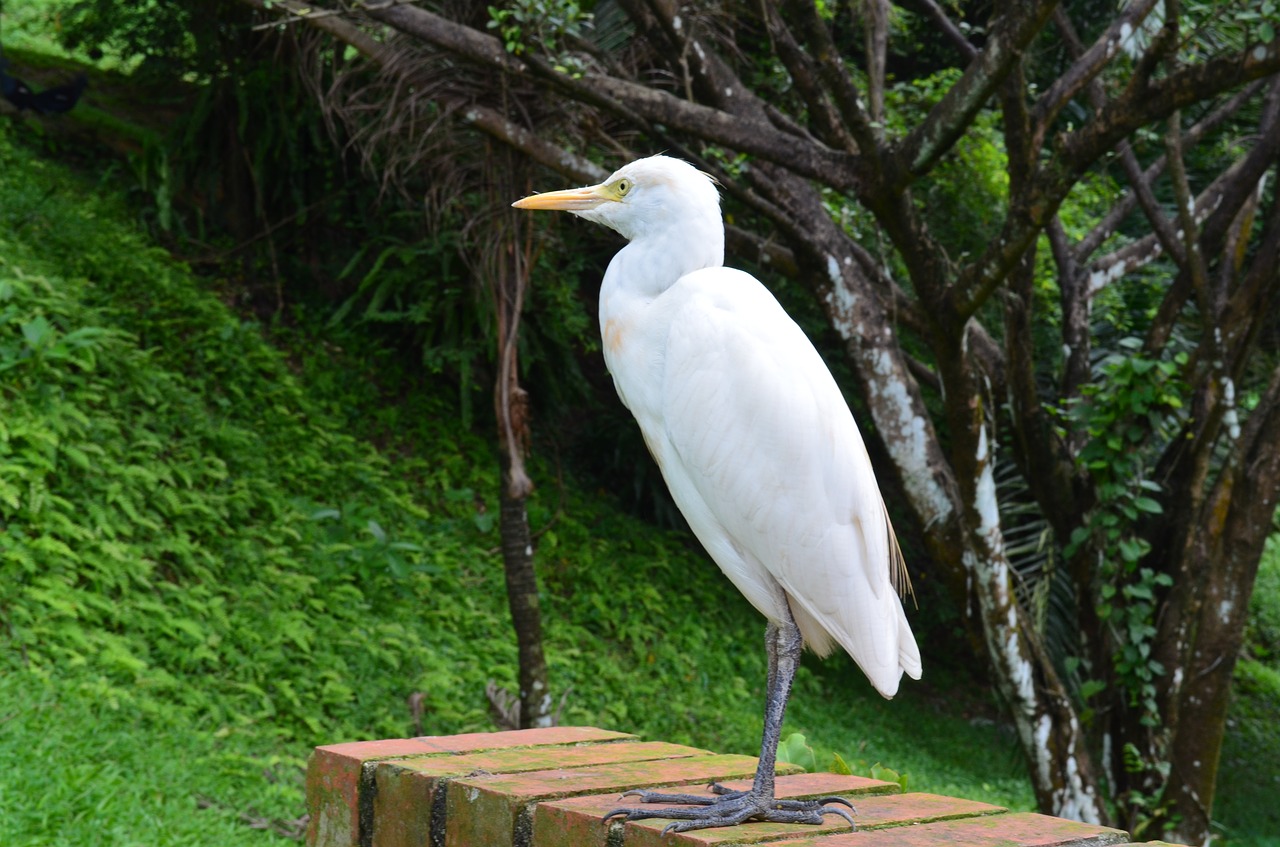 birds  white  wildlife free photo