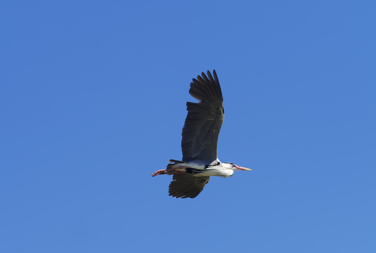 birds  heron  bird free photo