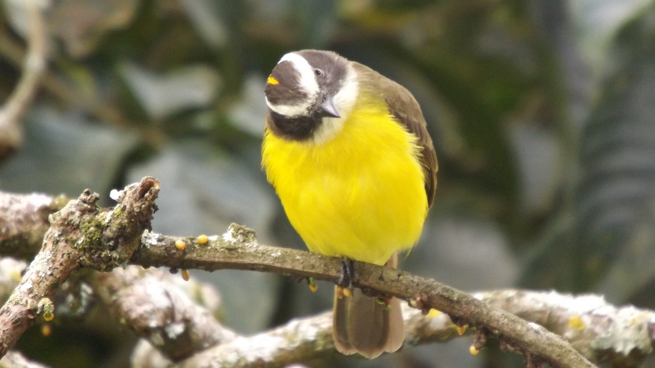 birds  observation  color free photo