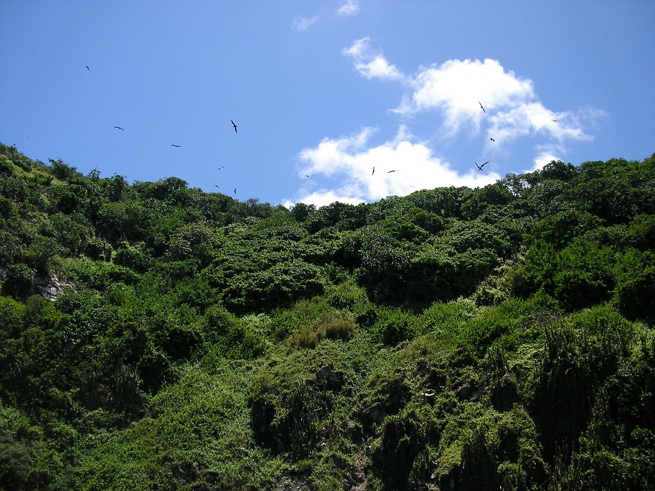 birds tobago mountain free photo