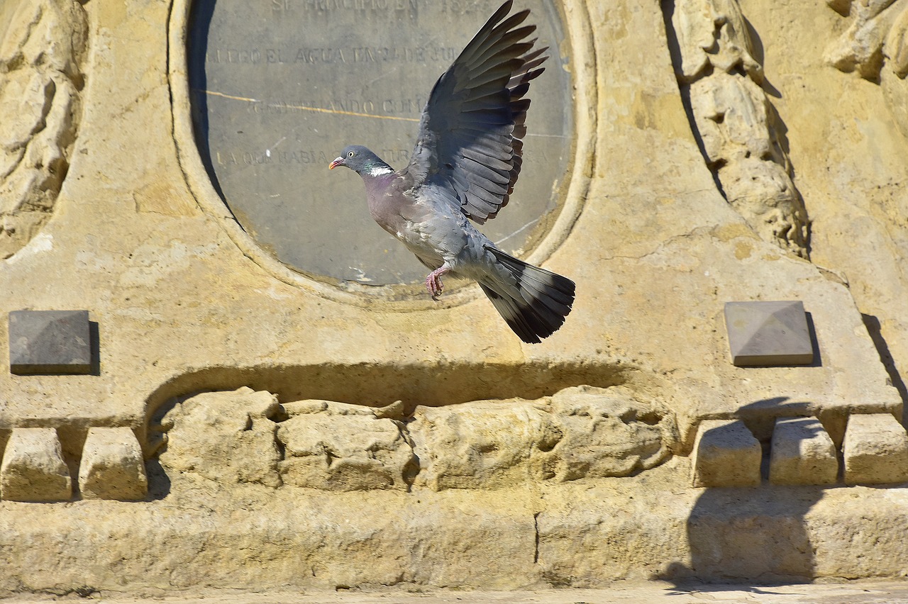 birds  paloma  nature free photo