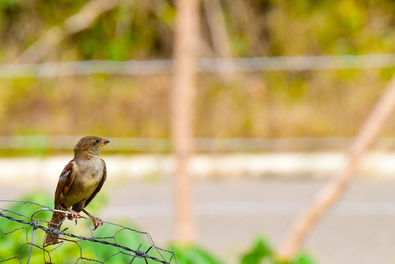 birds  sparrow  pen free photo