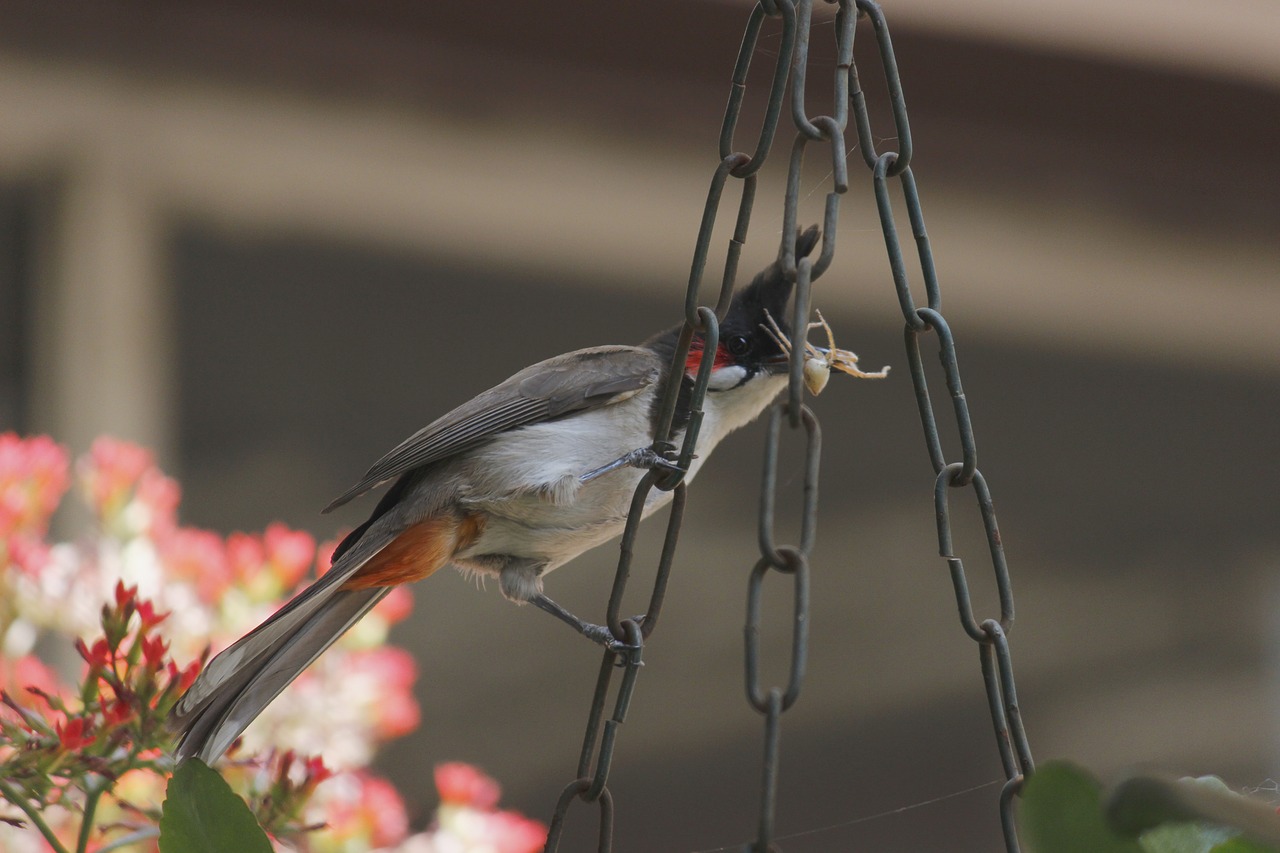 birds  bird photography  nature free photo