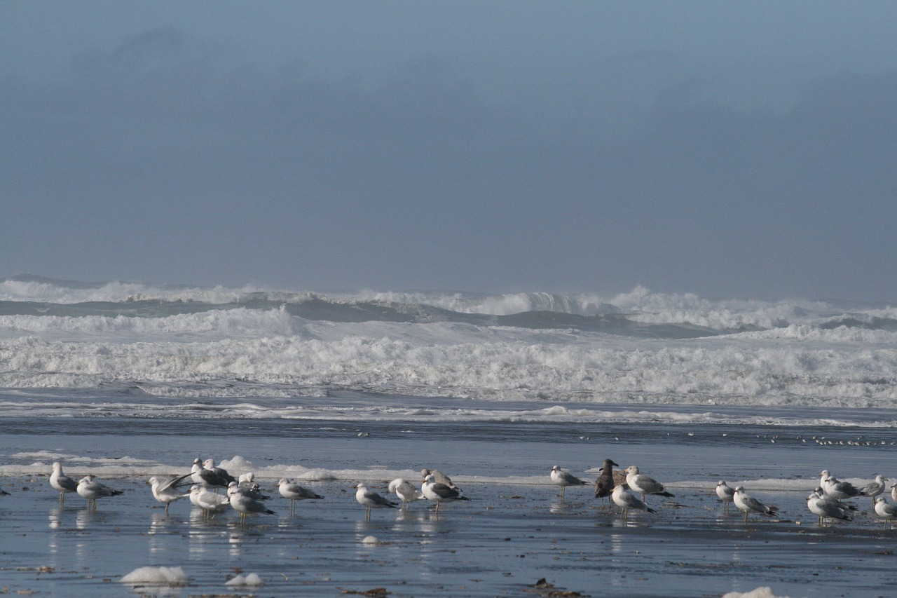birds  shores  ocean free photo