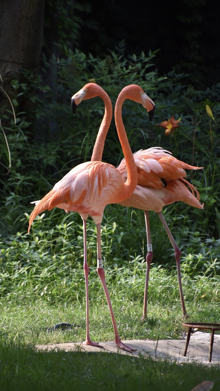 birds  flamingo  red free photo