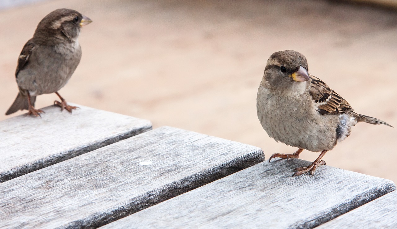 birds  nature  animal free photo