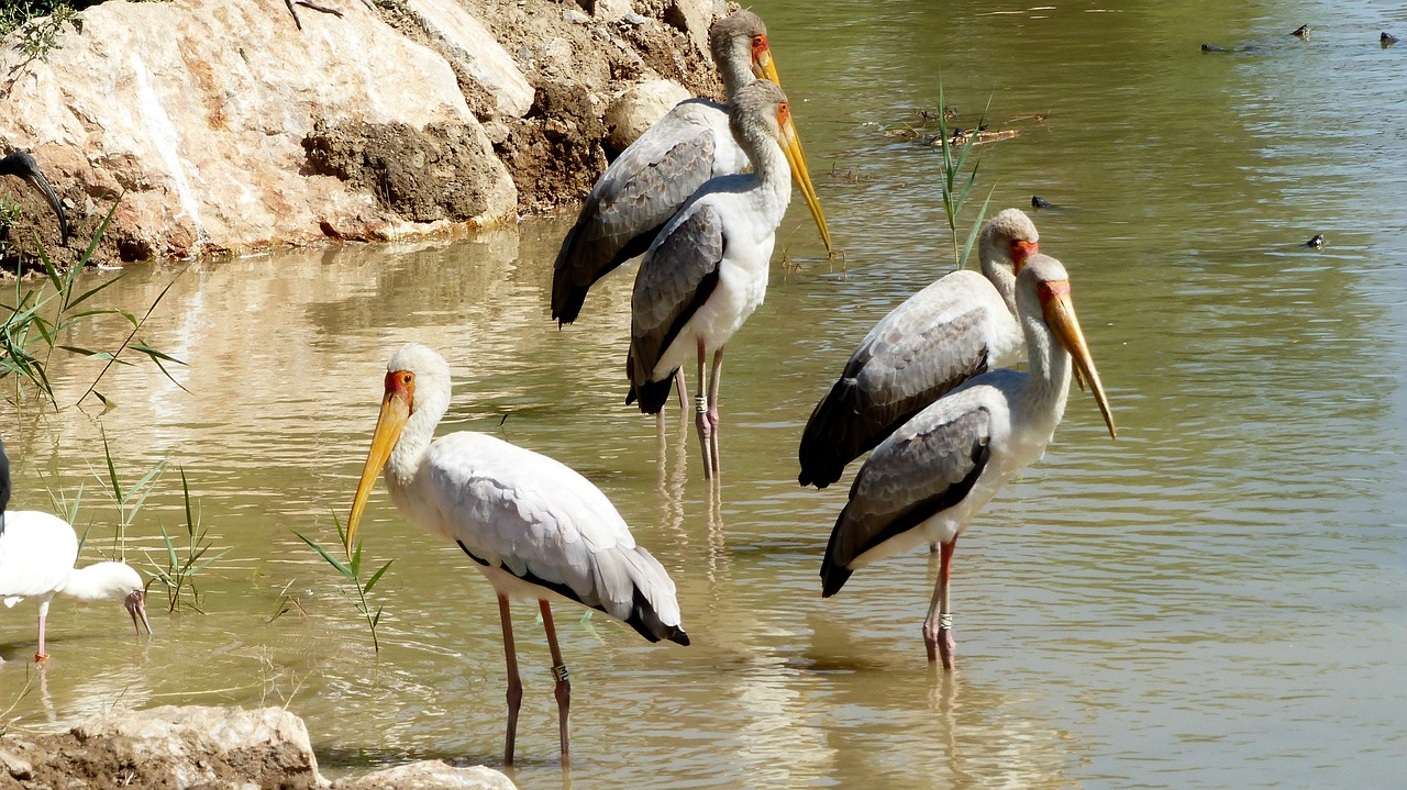 birds  africa  pen free photo