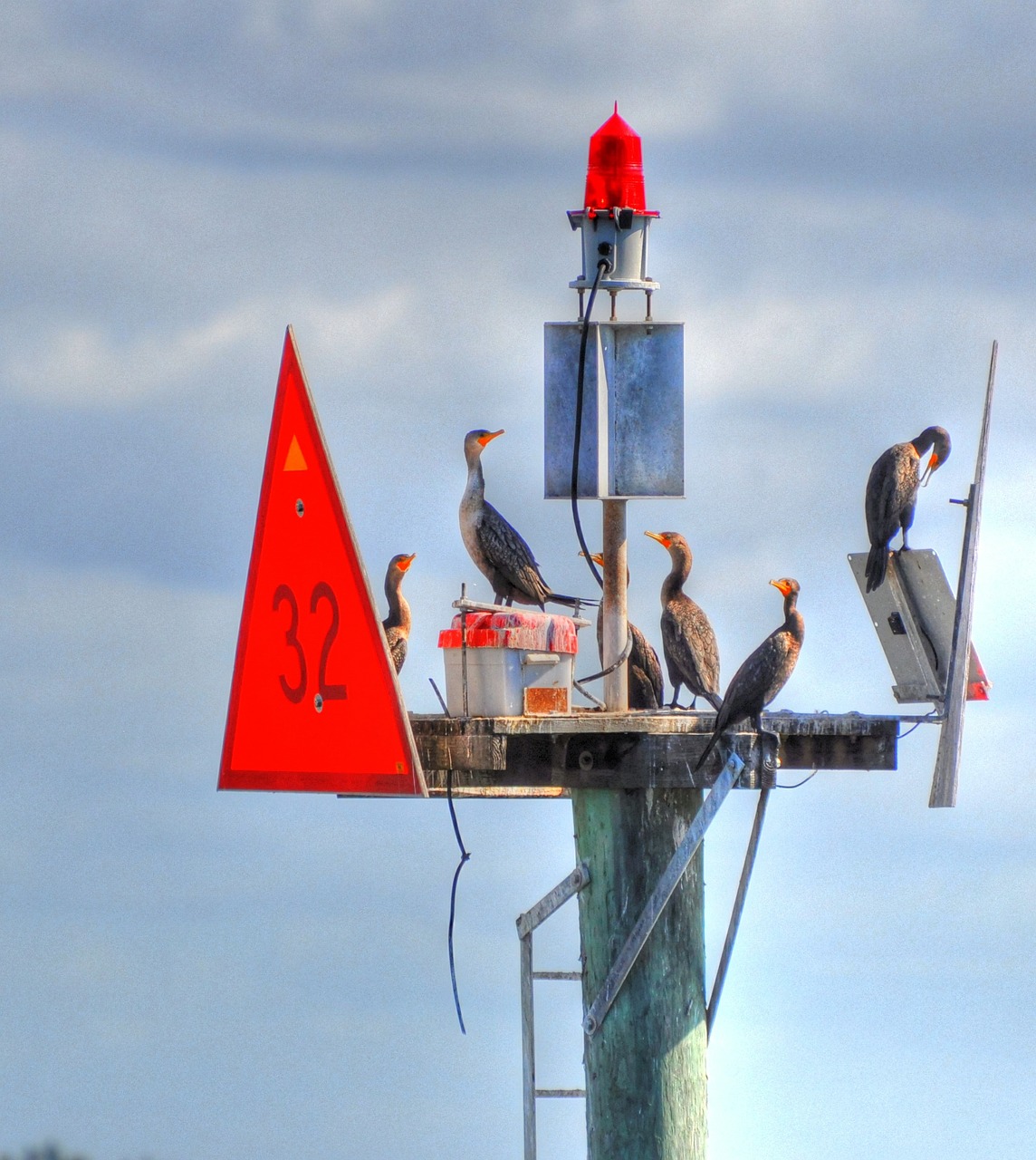 birds buoys animal free photo