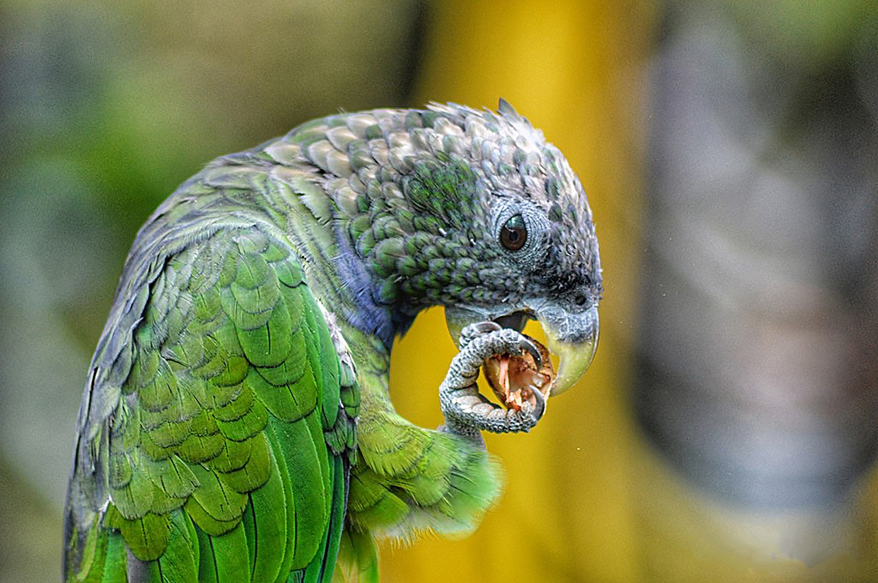birds  parrot  plumage free photo