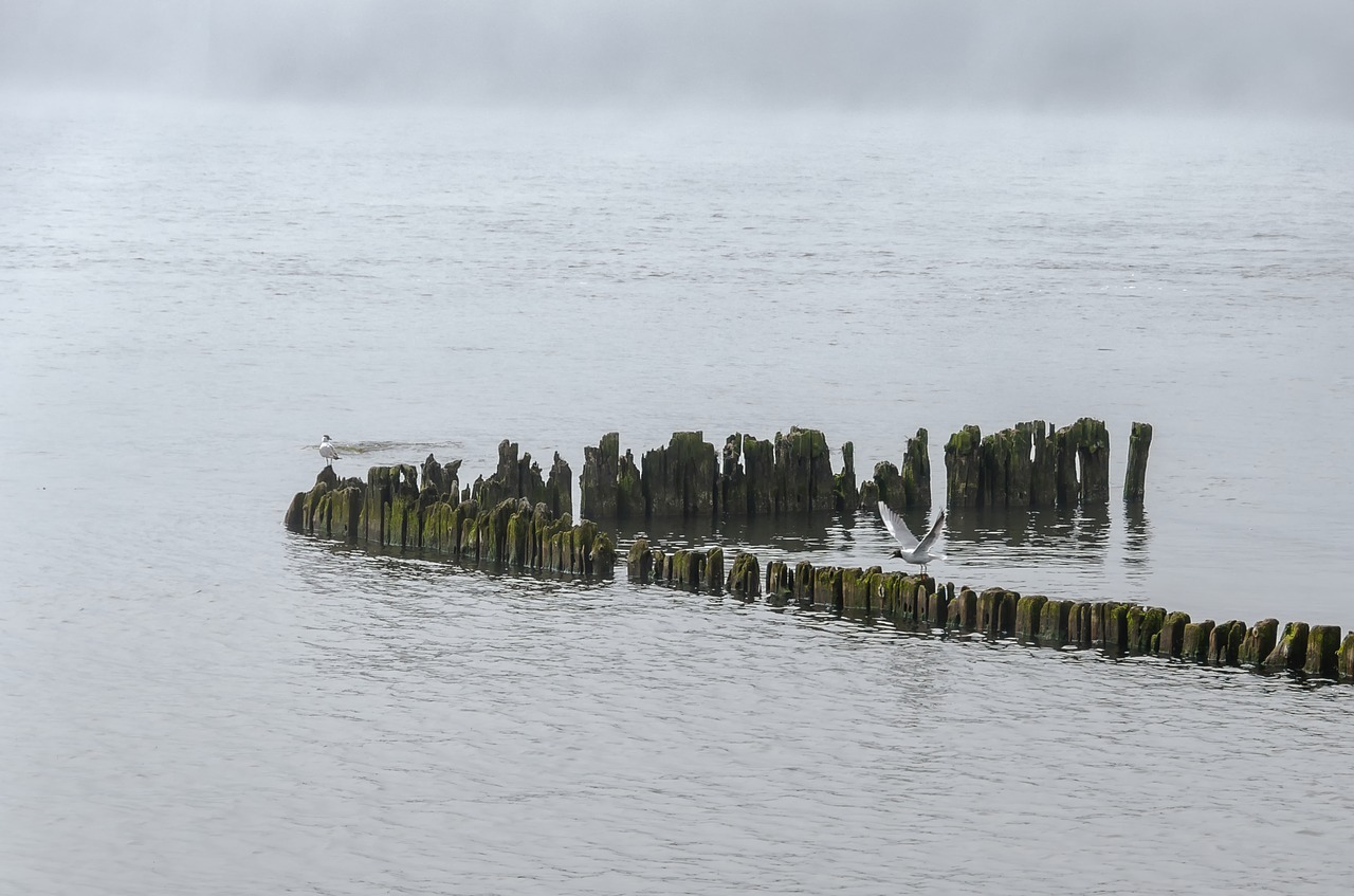 birds  water  minimalism free photo