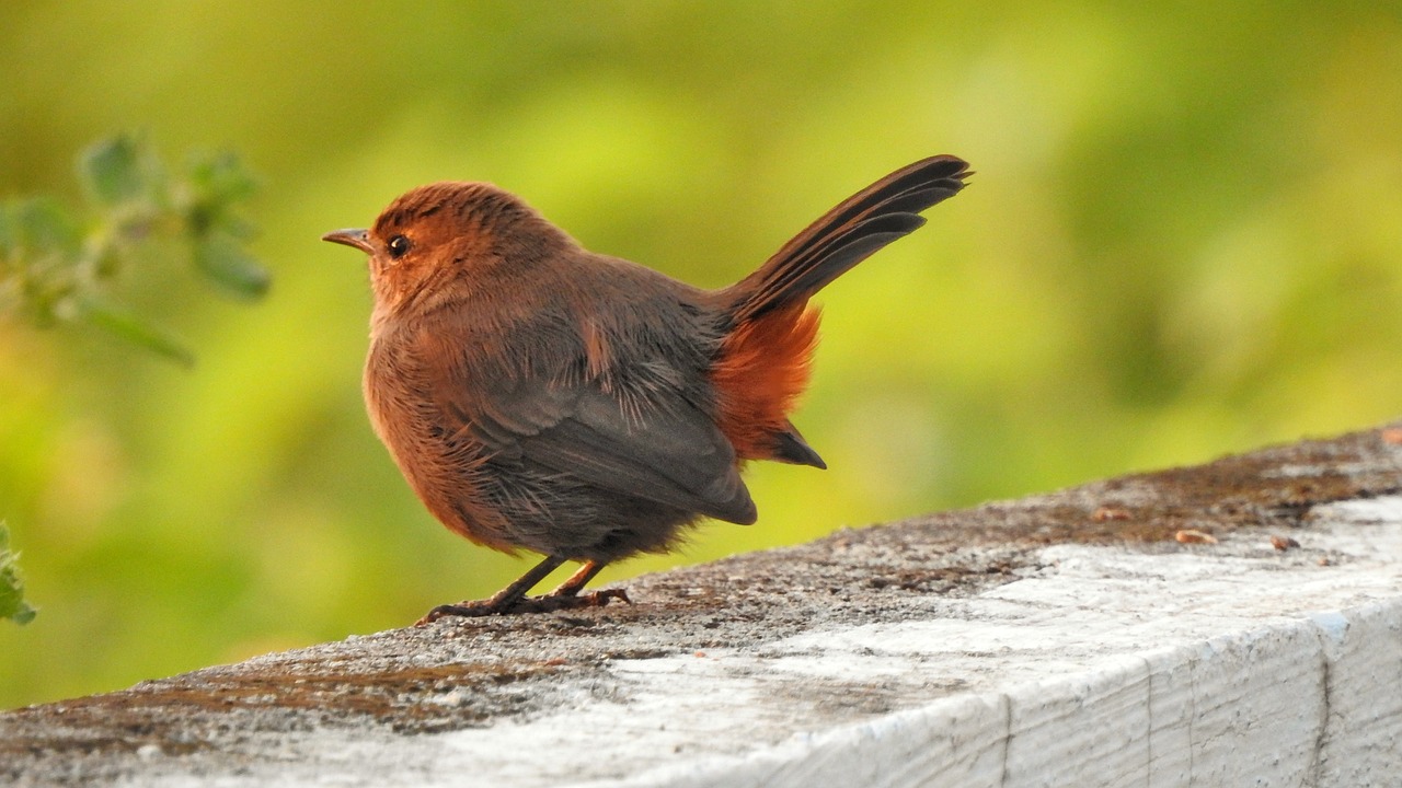 birds  sparrow  nature free photo