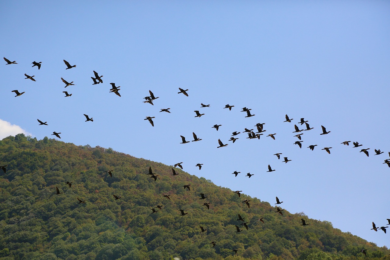 birds  nature  bird free photo