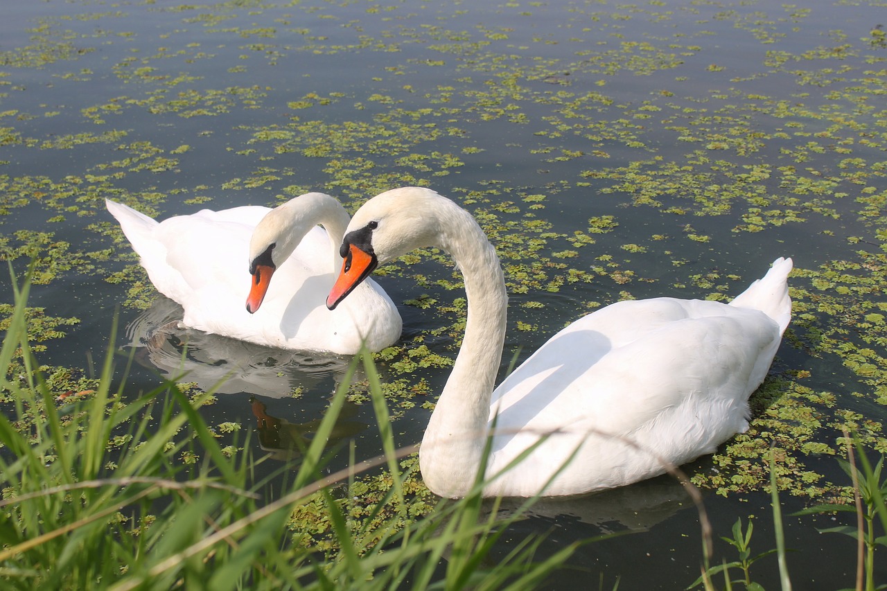 birds  swans  swan free photo