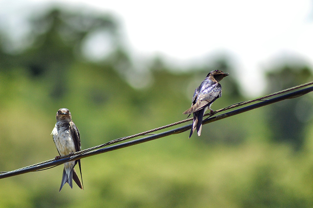 birds  bird  nature free photo