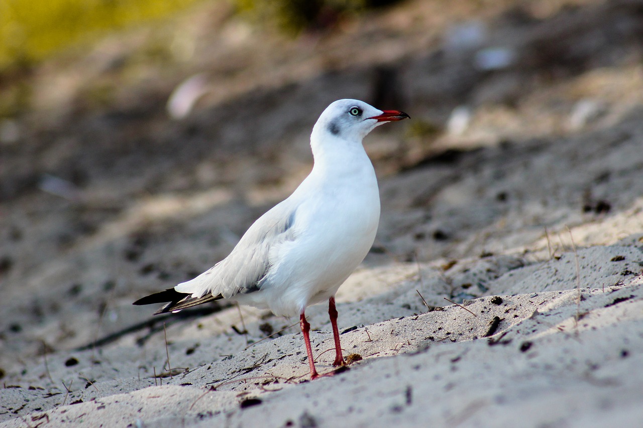 birds  bird  animal free photo