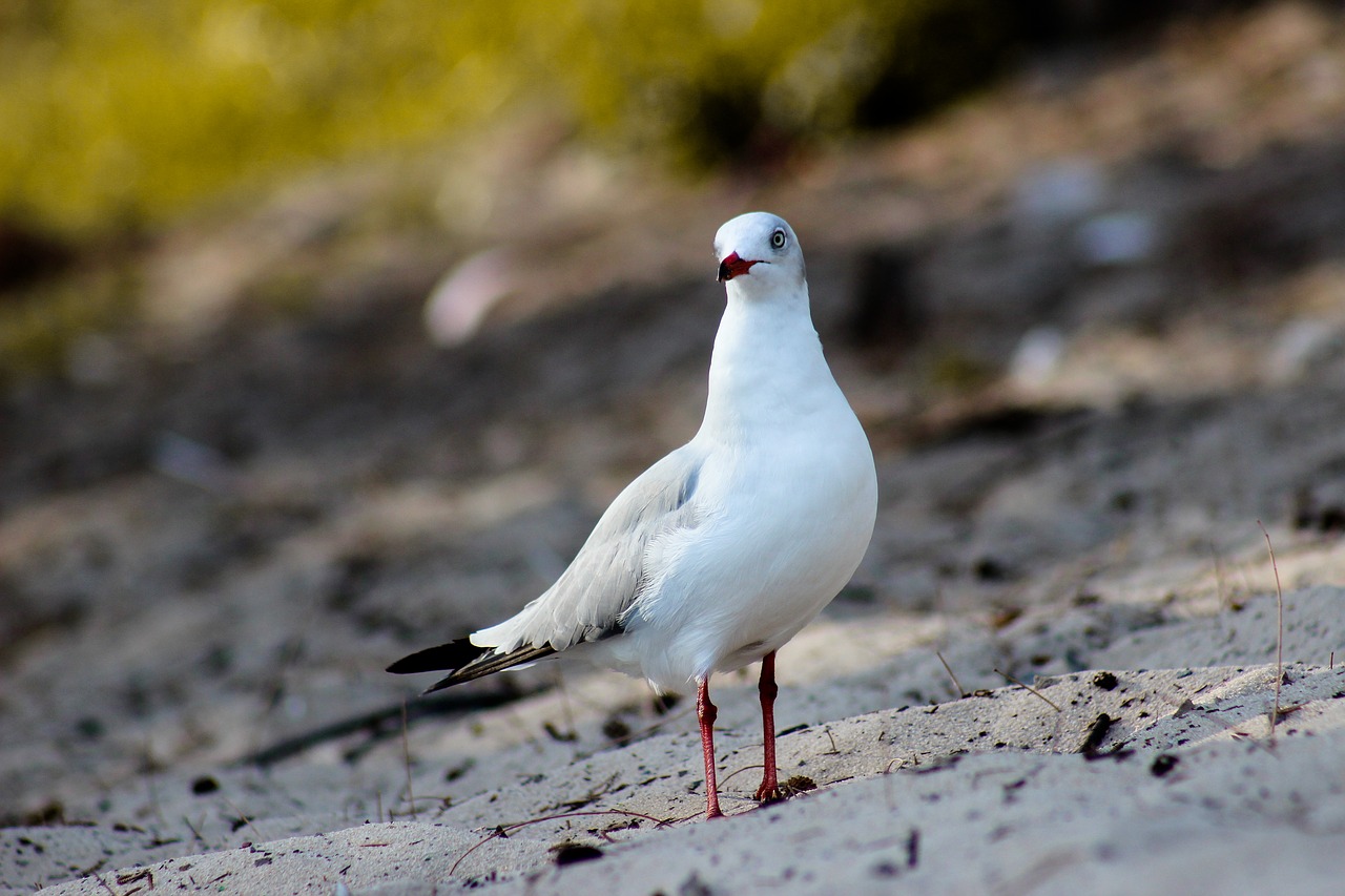 birds  bird  animal free photo