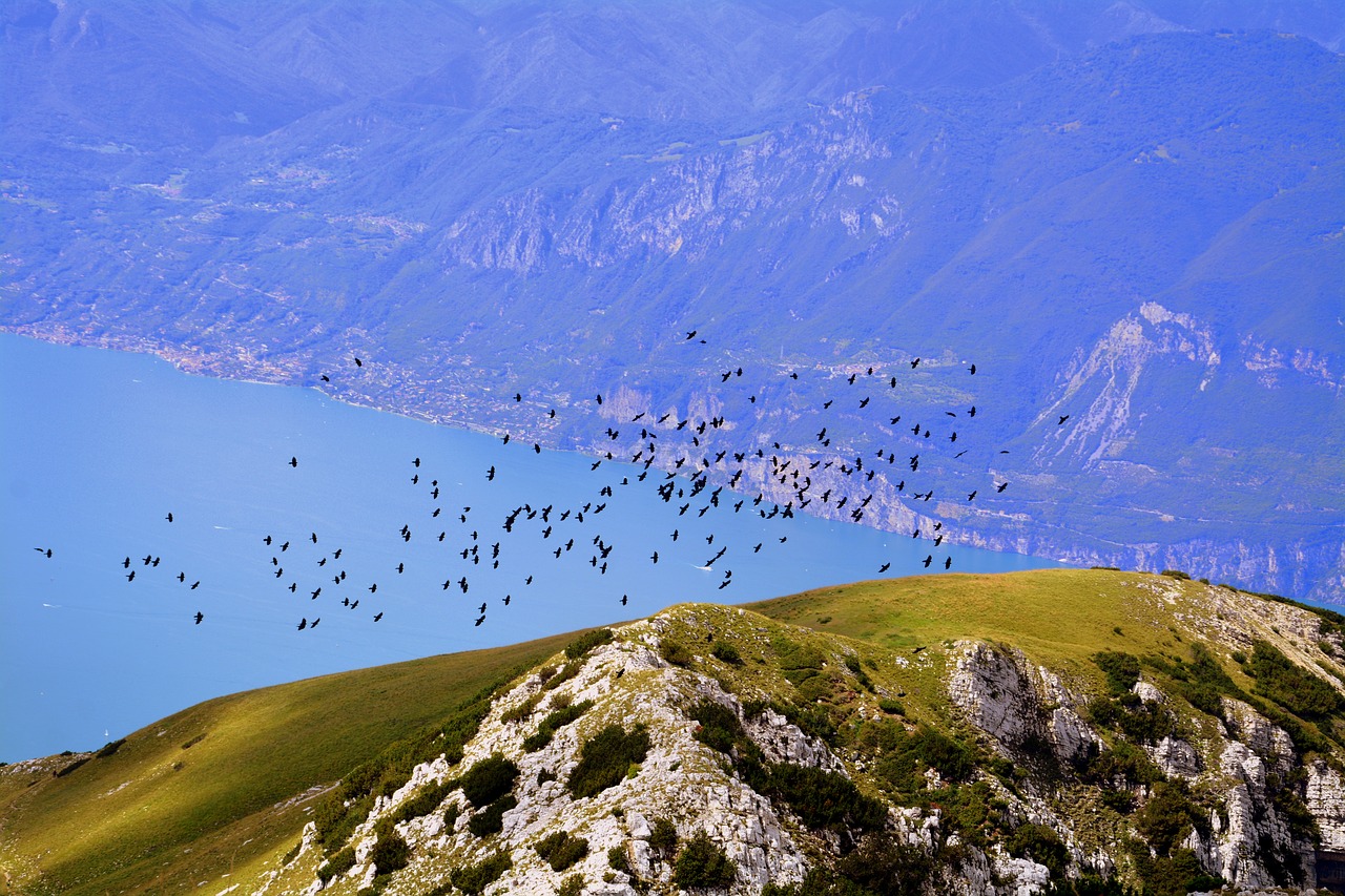 birds  flock  mountains free photo