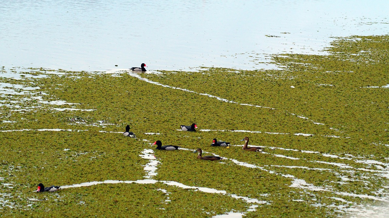 birds  ducks  laguna free photo