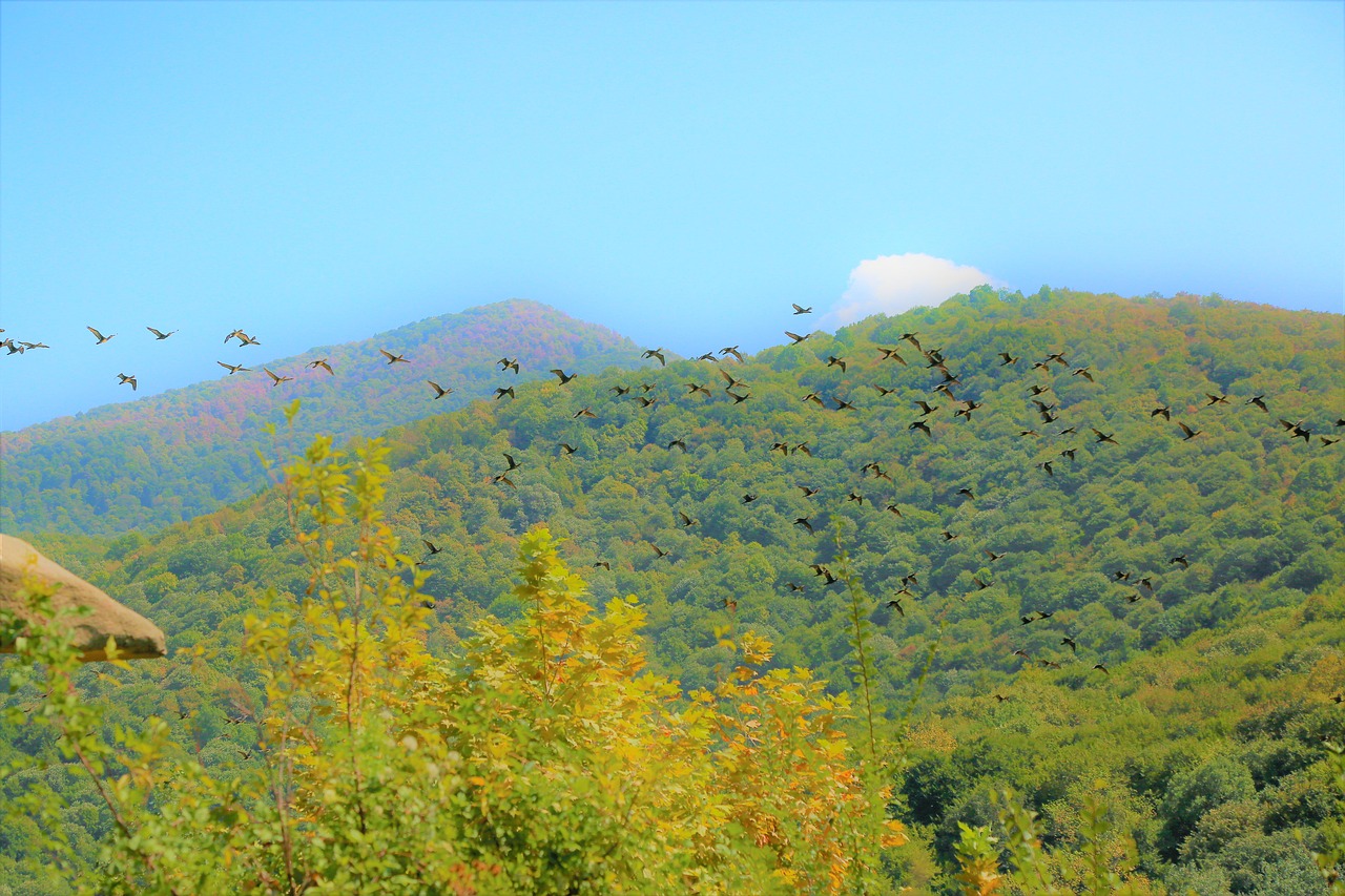 birds  forest  nature free photo